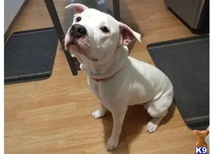 American Bulldog