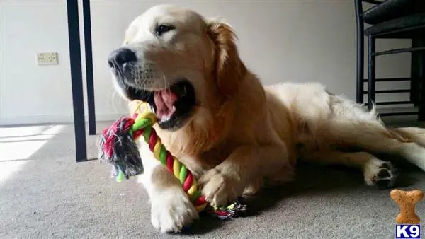 Golden Retriever stud dog