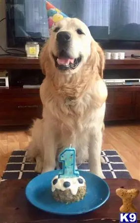 Golden Retriever stud dog