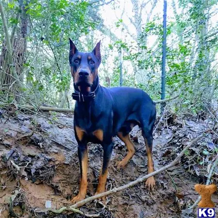 Doberman Pinscher stud dog