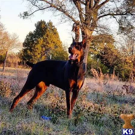 Doberman Pinscher stud dog