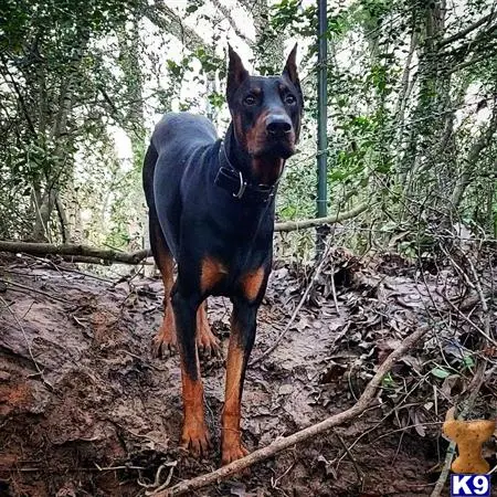 Doberman Pinscher stud dog