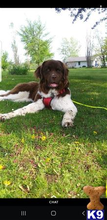 Newfoundland female dog