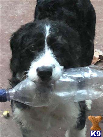 Bernedoodle female dog