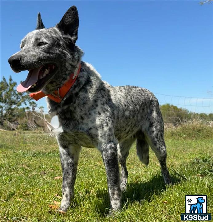a australian cattle dog dog standing in a grassy area