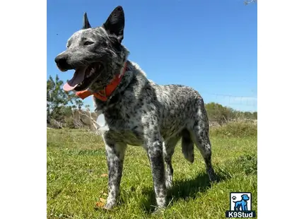 a australian cattle dog dog standing in a grassy area