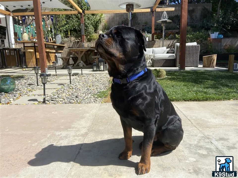 Rottweiler