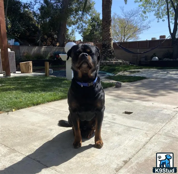 Rottweiler stud dog