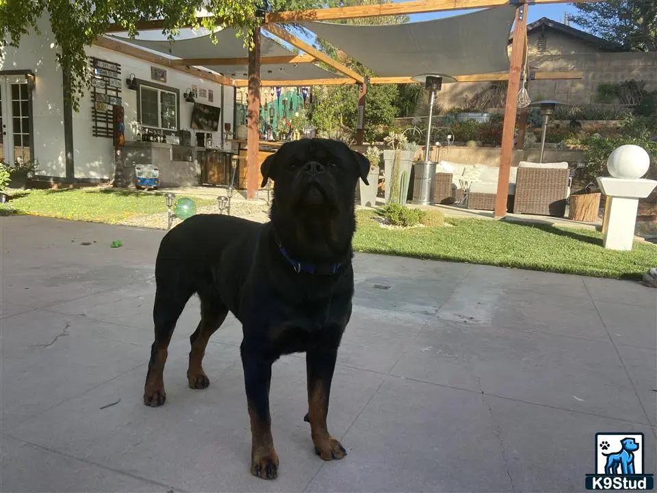 Rottweiler stud dog