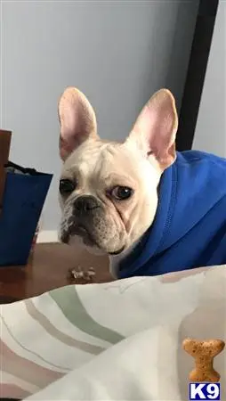 French Bulldog stud dog