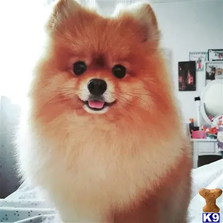 Pomeranian stud dog