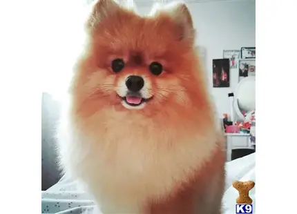 Pomeranian