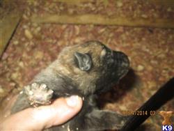 belgian malinois puppy posted by apachee884
