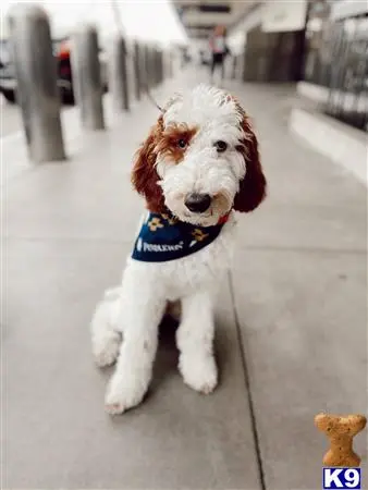 Poodle stud dog