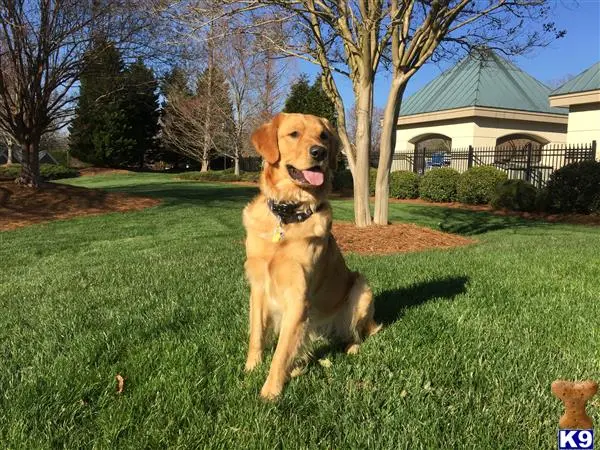 Golden Retriever stud dog