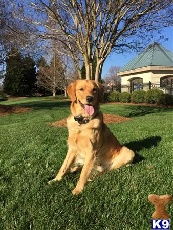 Golden Retriever stud dog