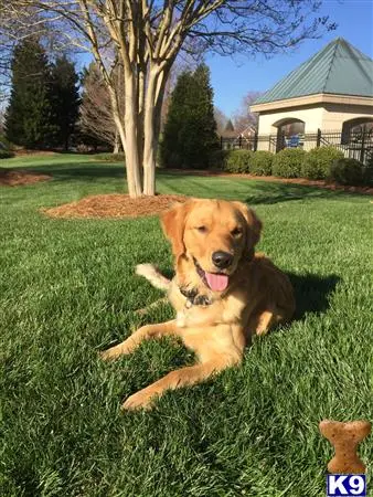 Golden Retriever stud dog