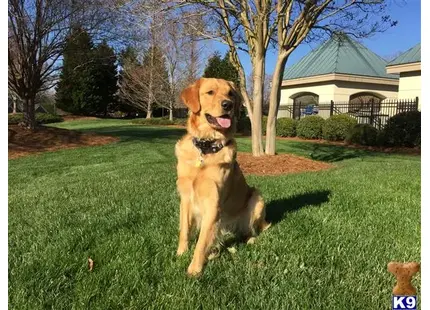 a golden retriever dog sitting in a yard