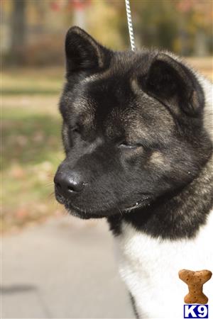 Akita dog