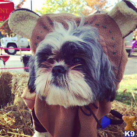 a person holding a shih tzu dog