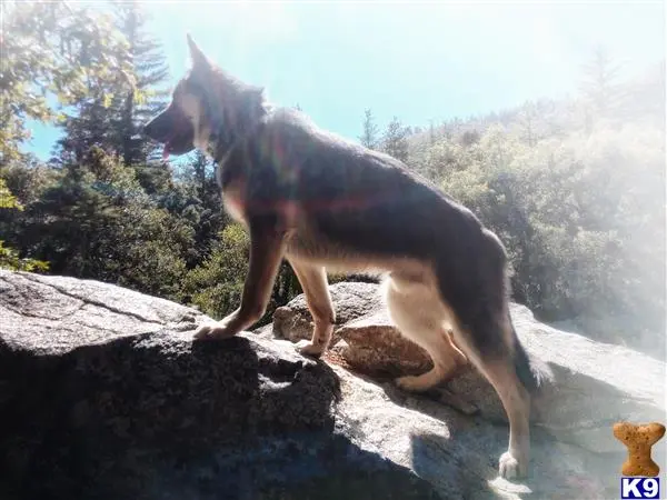 German Shepherd stud dog: a german shepherd dog standing on a rock