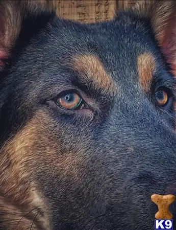 German Shepherd stud dog: a close up of a german shepherd dog