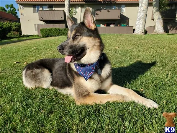 German Shepherd stud dog: a german shepherd dog lying in the grass