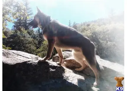 German Shepherd stud dog: a german shepherd dog standing on a rock