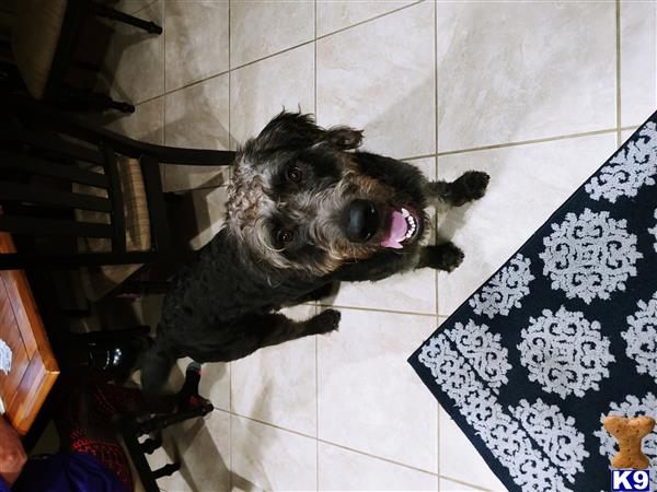 a labradoodle dog lying on the floor