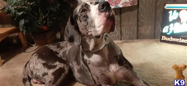 Great Dane