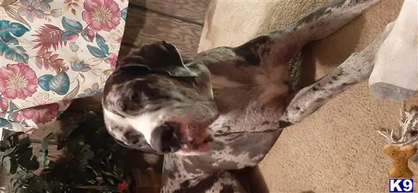 Great Dane stud dog