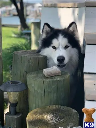 Siberian Husky