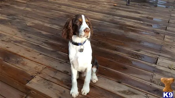 English Springer Spaniel