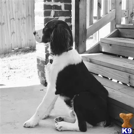 English Springer Spaniel stud dog