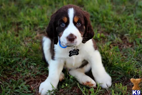 English Springer Spaniel stud dog