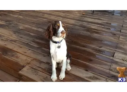 English Springer Spaniel