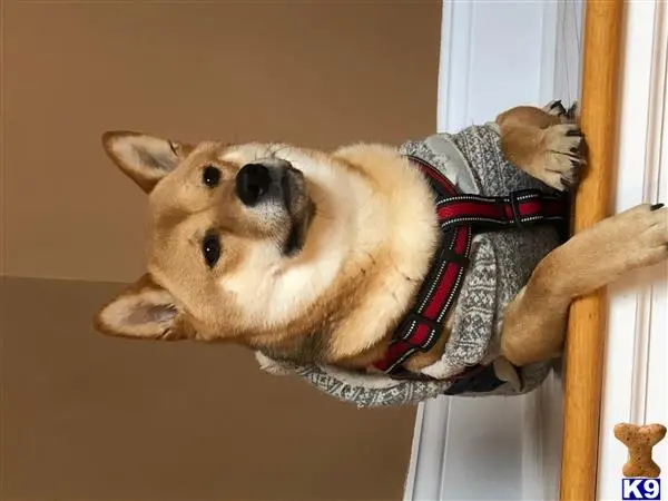 Shiba Inu stud dog