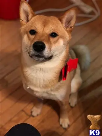 Shiba Inu stud dog