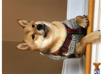 Shiba Inu