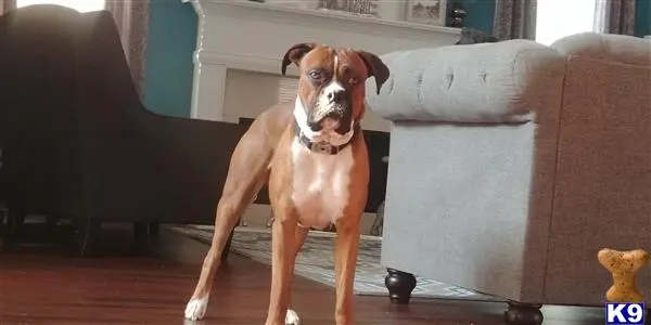 Boxer stud dog