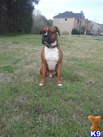 Boxer stud dog