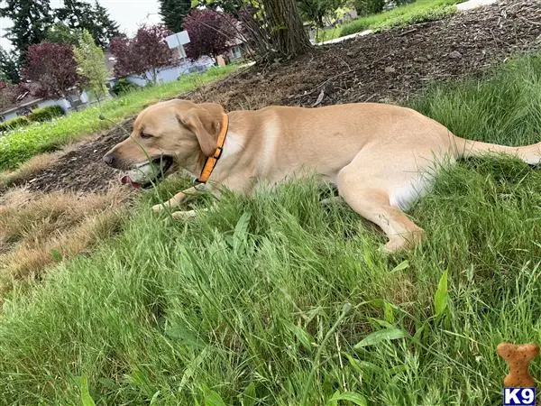 Labrador Retriever stud dog