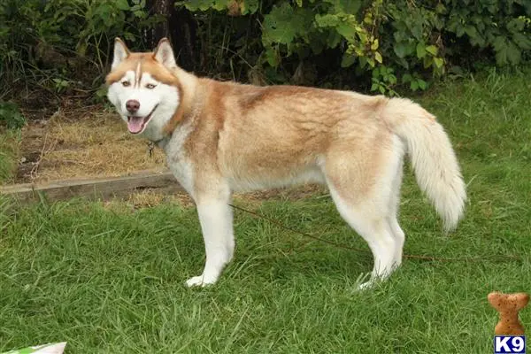 Siberian Husky stud dog