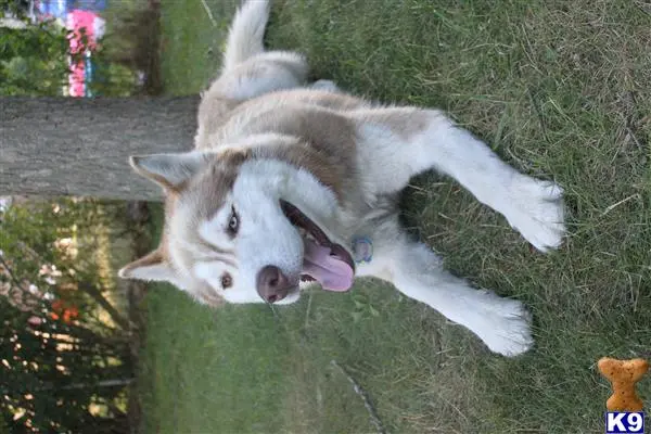 Siberian Husky stud dog