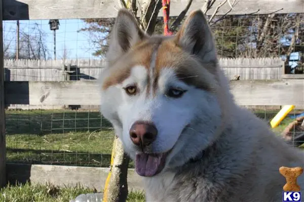 Siberian Husky stud dog