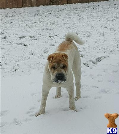 Chinese Shar Pei