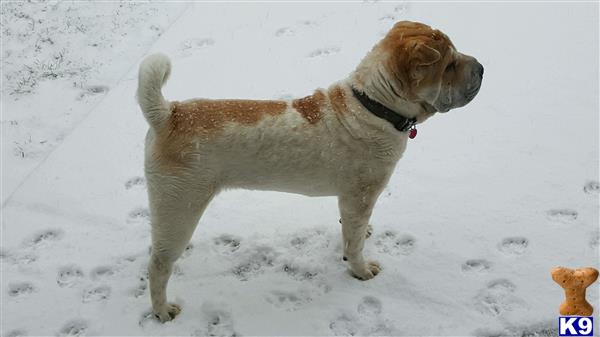 Chinese Shar Pei stud dog