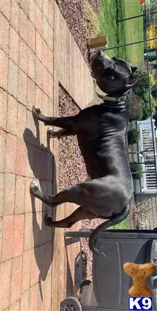 American Bully stud dog