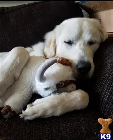 Great Pyrenees stud dog