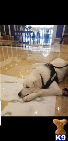 Great Pyrenees stud dog